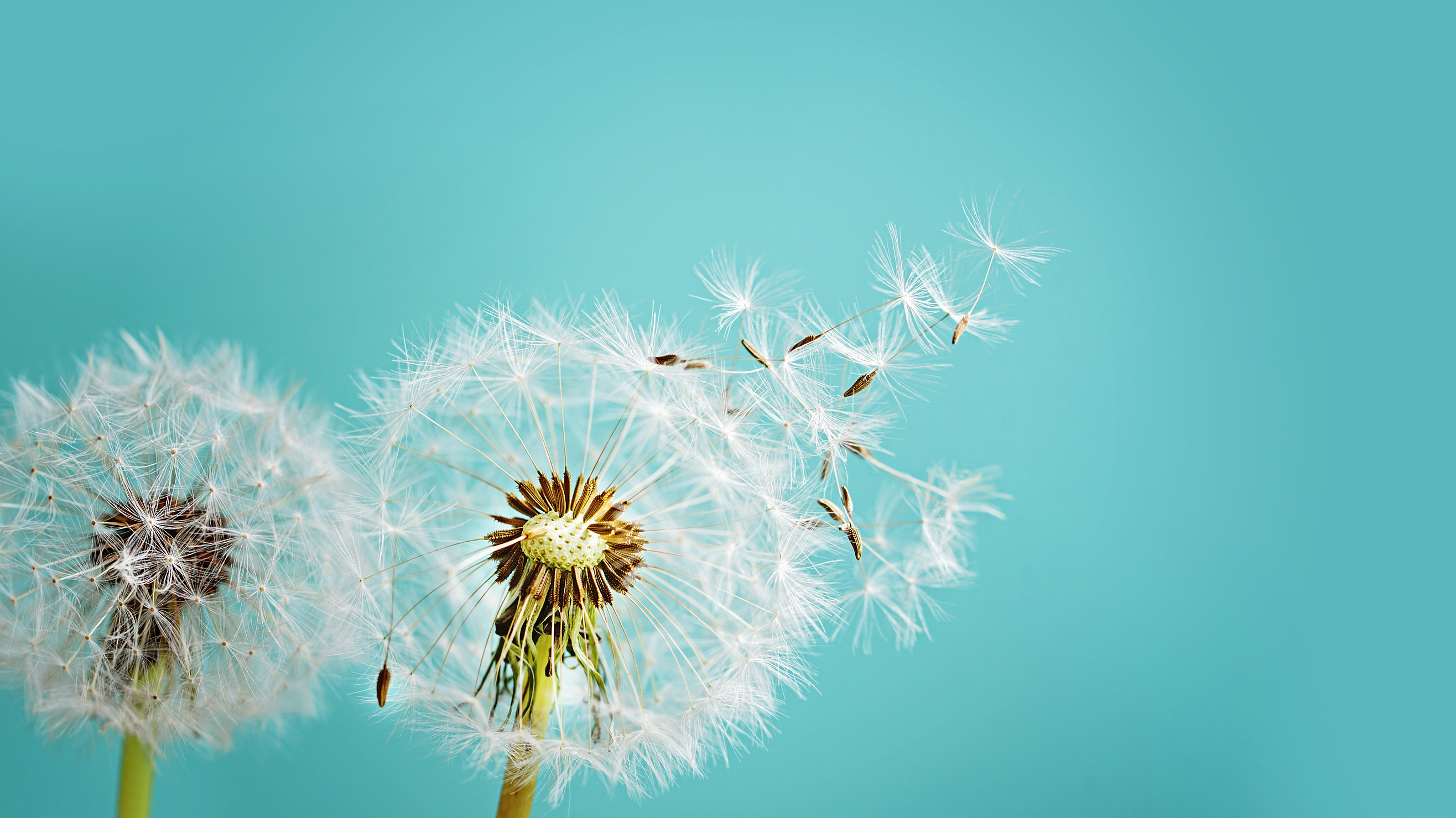 Macro Shot of Dandelion at Blue Background