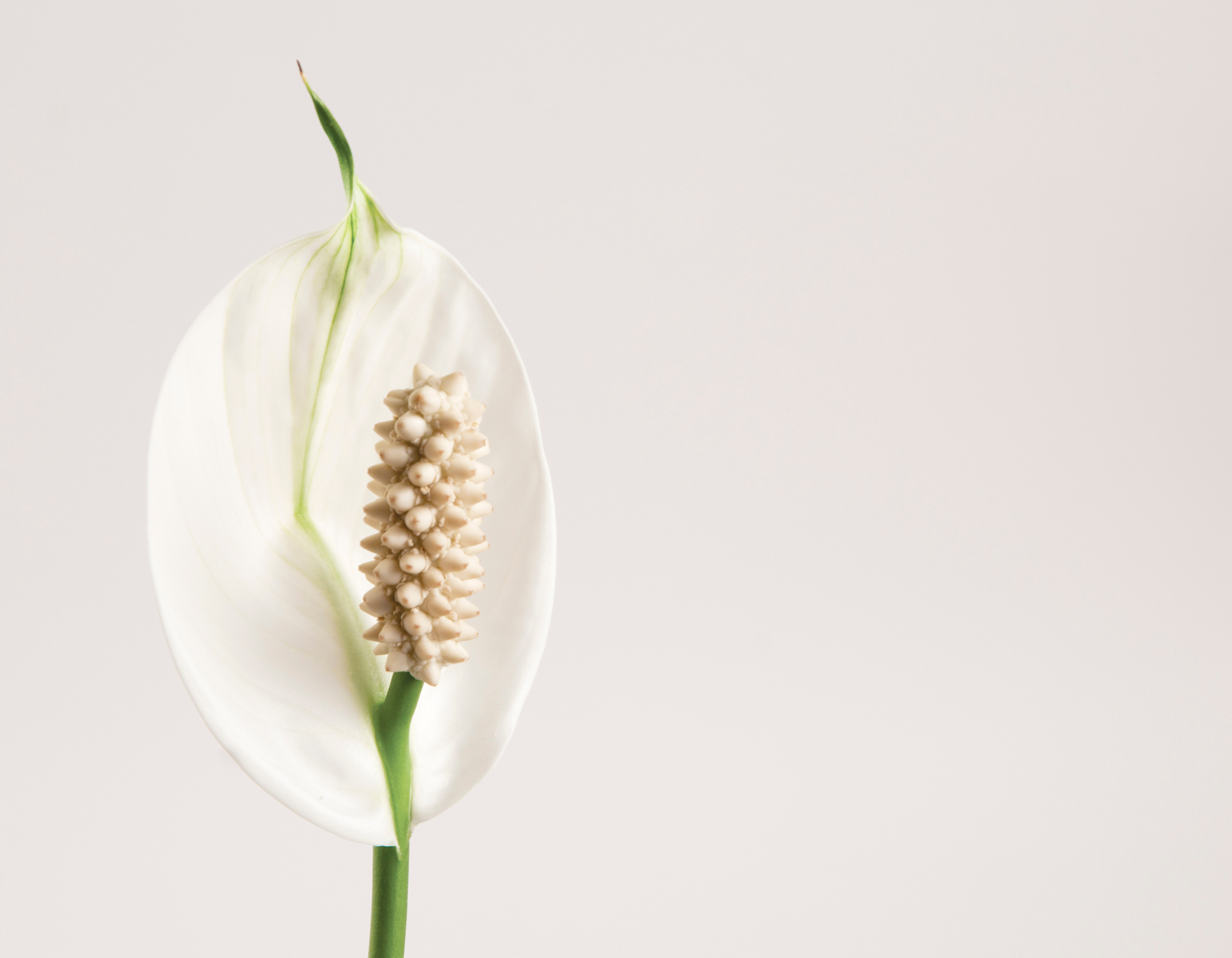 Spathiphyllum (peace lily) flower