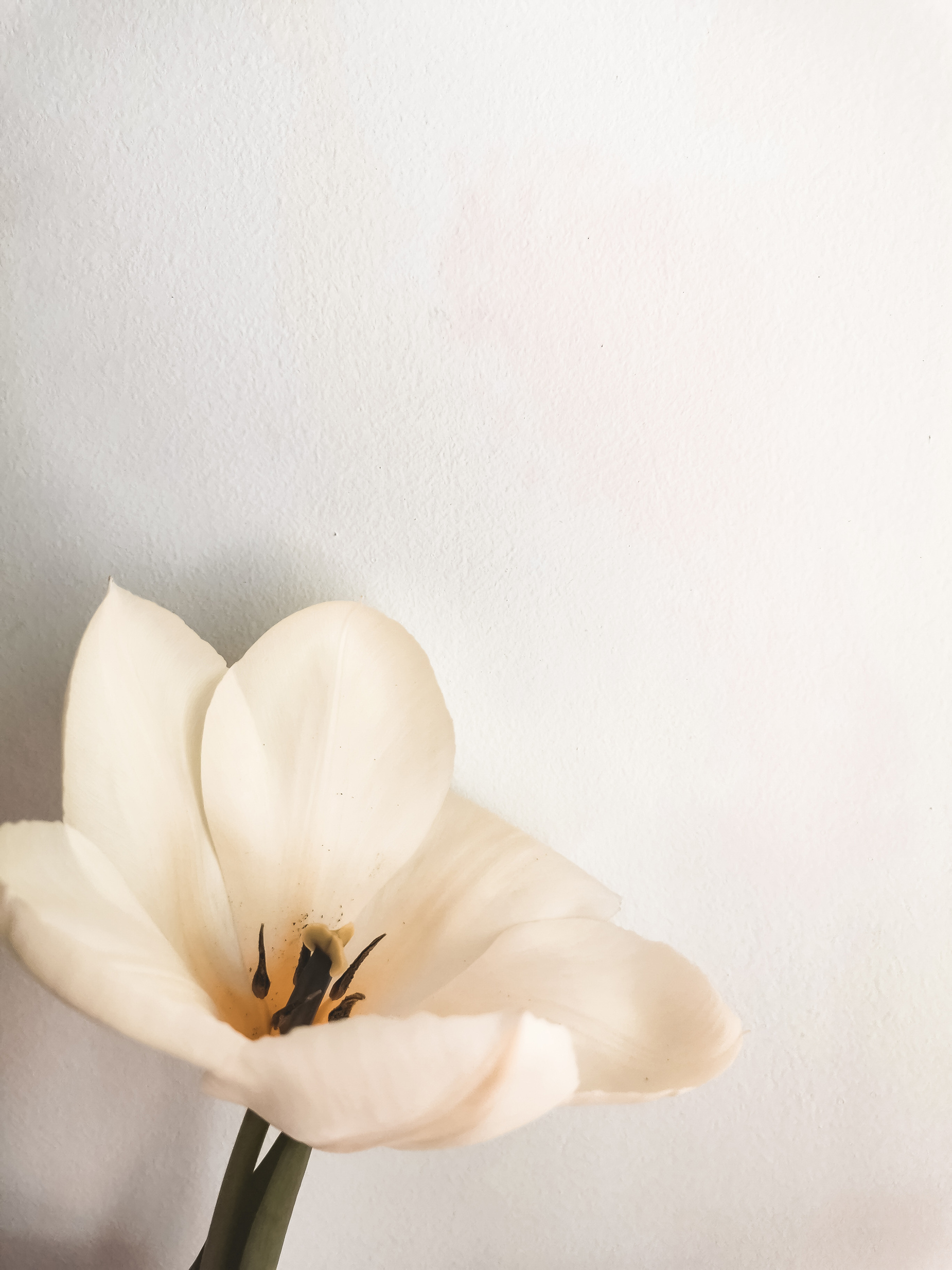 White Flower on White Painted Wall