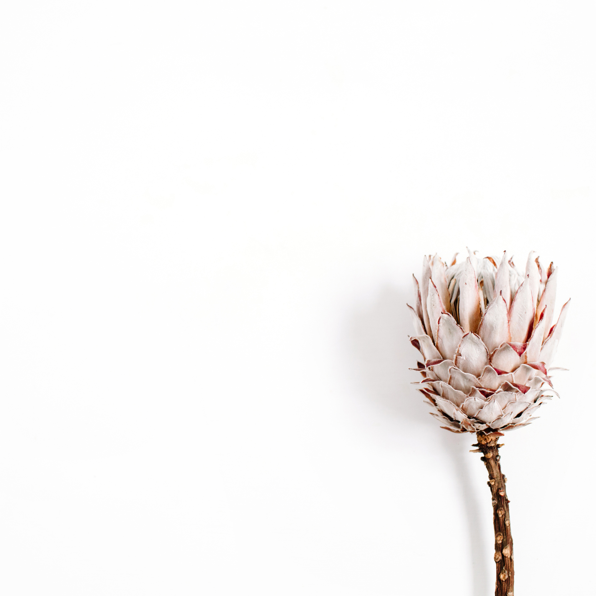 Flower on White 