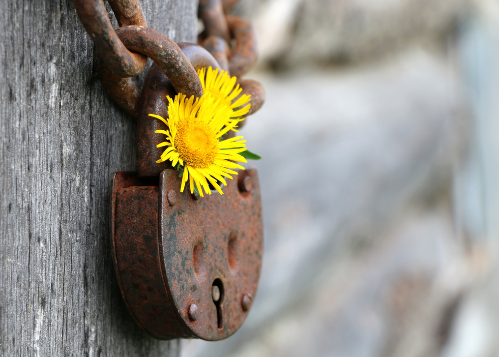 Yellow Flowers on a Rusty Padlock